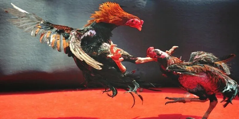 Hình thức tham gia đá gà Fb88 trực tiếp